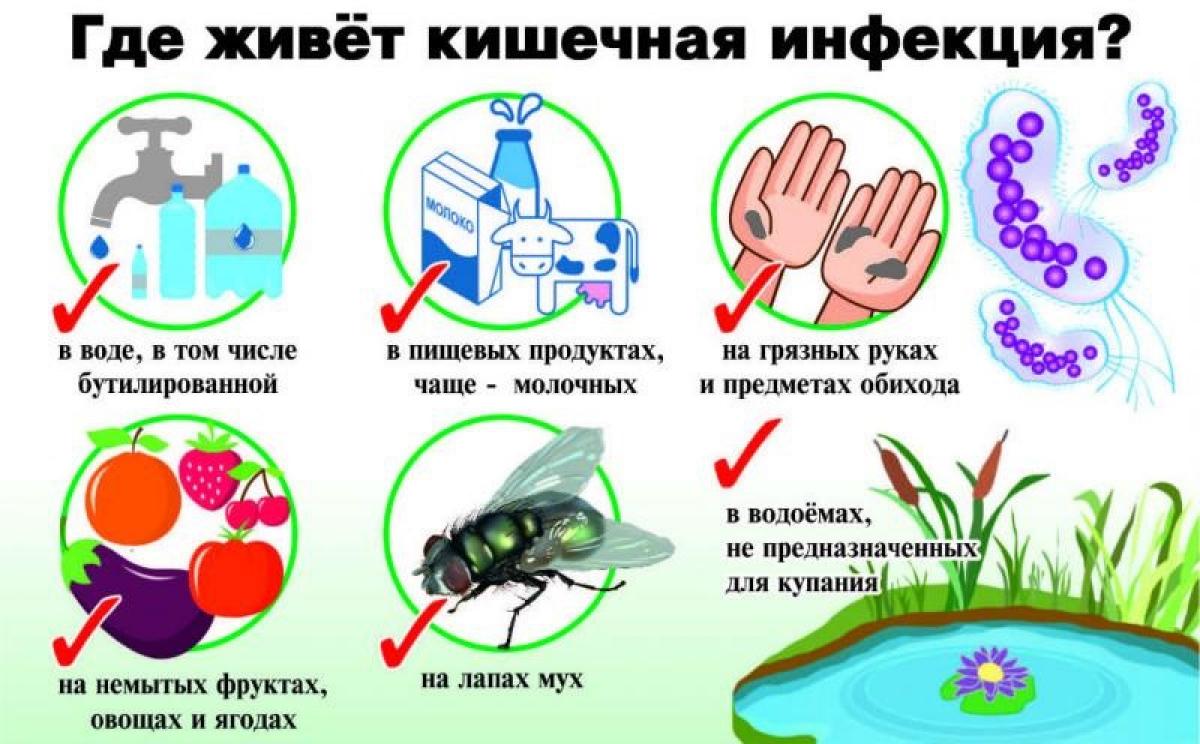 Где живёт кишечная инфекция.jpg